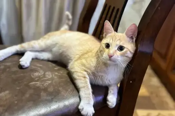 Найдена кошка, Ковров, фото: Кошка найдена, Комсомольская 95, Ковров