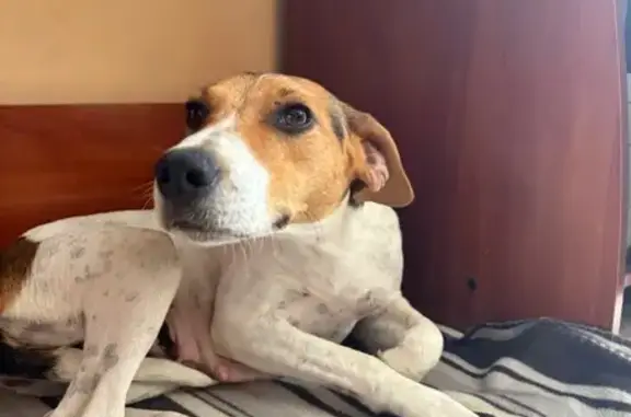 Найдена собака, ул. Героев Севастополя 22