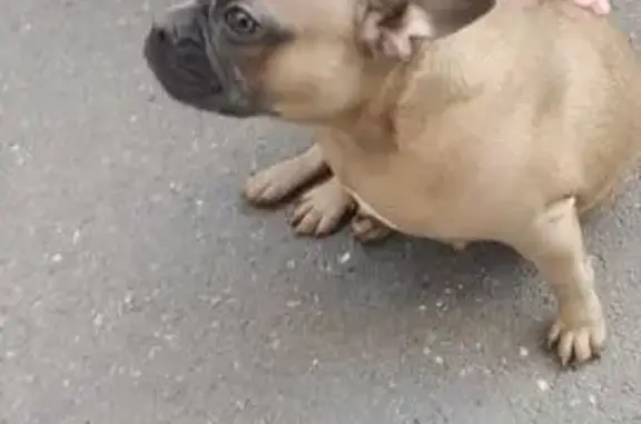 Собака найдена: Ульяновский пр., 22