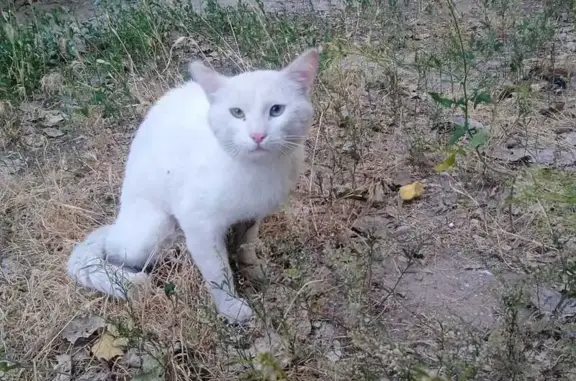Найдена кошка, Астрахань, фото: Белый котик найден, ул. Куликова 73/2