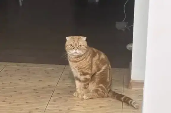 Потерянные животные Нежинка, фото: Пропала кошка, Геологический пер., Нежинка