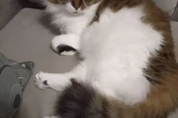 Кошки потеряшки, Тюмень, фото: Потеряшка кошка, ул. Мельникайте, 130