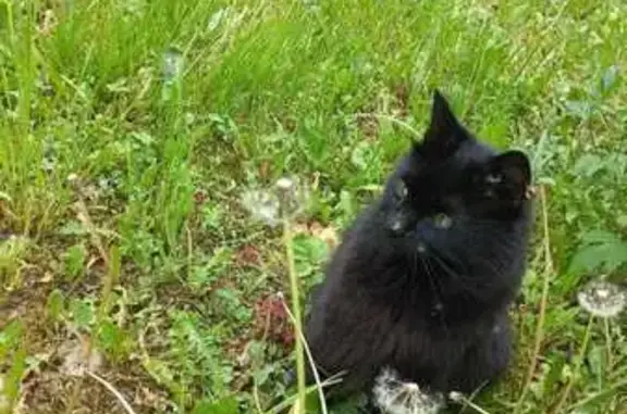 Найденные животные Москва, фото: Кошка найдена: ул. Декабристов, Москва