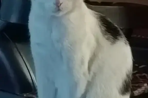 Кошки потеряшки, Уфа, фото: Потеряшка кошка, ул. Башкирской Кавдивизии, 13
