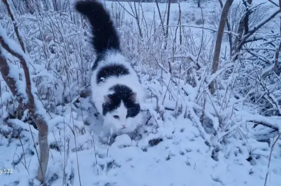 Кошки потеряшки, Керчь, фото: Потеряшка кошка Соня, ул. Турчинского, Керчь