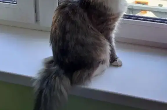 Кошки потеряшки, Москва, фото: Потеряшка кошка, Зелёный проспект, 52 к2