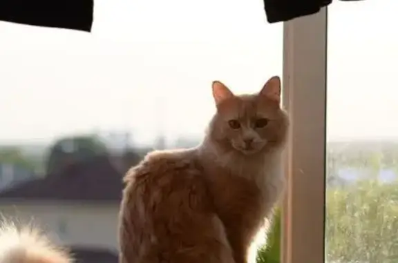 Кошки потеряшки, Жуковский, фото: Потеряшка кошка, ул. Гризодубовой, 6, Жуковский