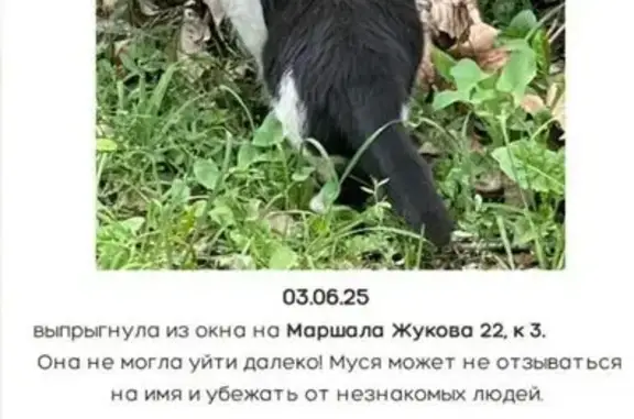 Пропала кошка на Маршала Жукова, 22 к3