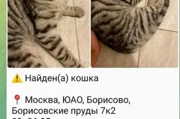 Кошка найдена: ул. Борисовские Пруды, 7к2