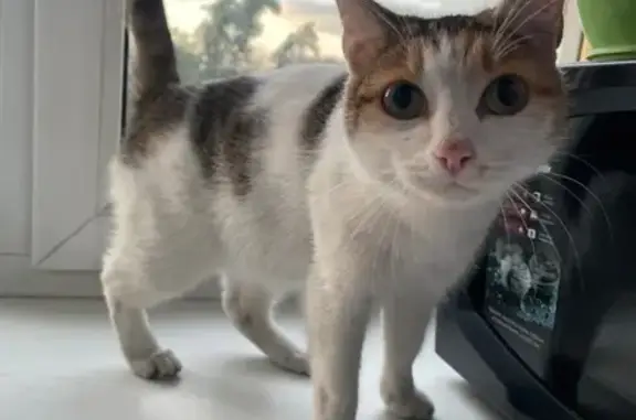 Найденные животные Кызыл, фото: Беременная кошка найдена: Калинина, 30