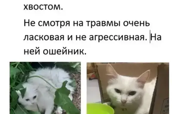 Найдена кошка, Миасс, фото: Кошка найдена: Уральских Добровольцев, 21