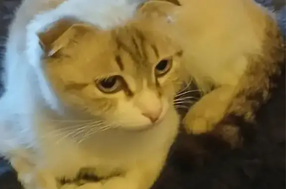 Найдена кошка, ул. Вышеславцева, 22
