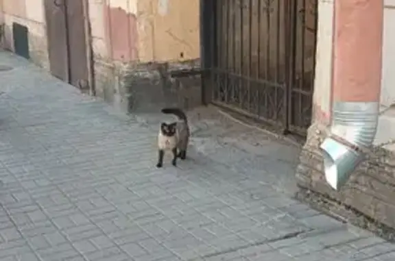 Найдена кошка, Санкт-Петербург, фото: Кошка найдена: Жуковского, 22, СПб