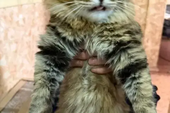 Кошка найдена: Юбилейная ул., 28/1, Балашиха