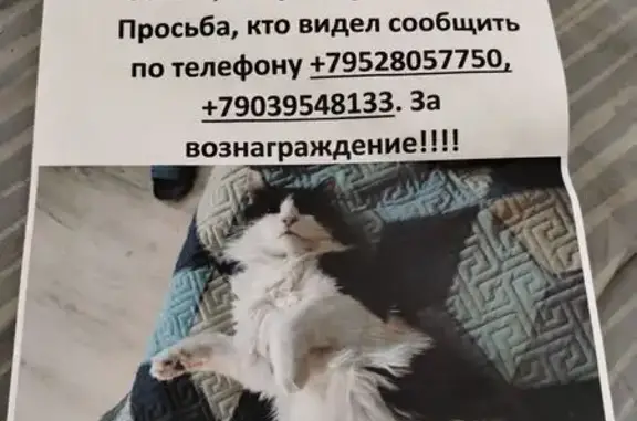 Кошки потеряшки, Томск, фото: Потеряшка кошка, ул. Говорова 58, Томск