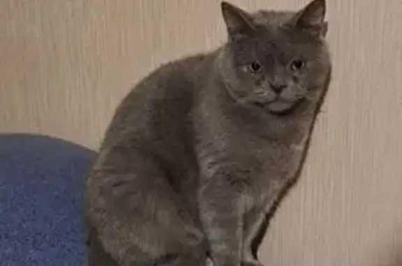 Пропал котик Веня, ул. Будённого, 33