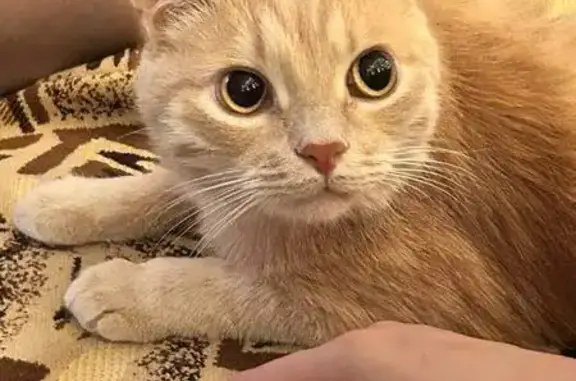 Потерянные животные Ставрополь, фото: Пропала кошка, 45-я Параллель, 38, Ставрополь