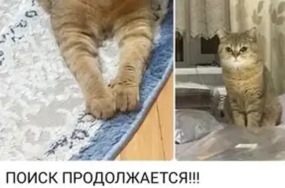 Пропала британская кошка, 11-я Парковая 48к1
