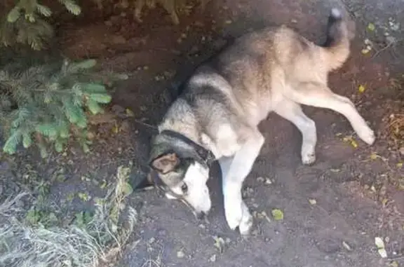 Собаки потеряшки, Таганрог, фото: Потеряшка собака, Карантинная 10, Таганрог