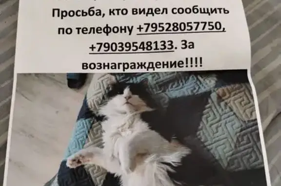 Пропала кошка, ул. Говорова 62, Томск
