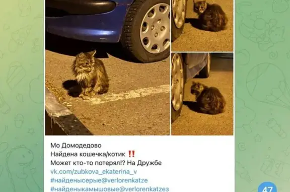 Кошка найдена, ул. Дружбы, 5, Домодедово
