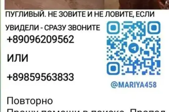 Пропал кот, Отрадный проезд 3, Москва
