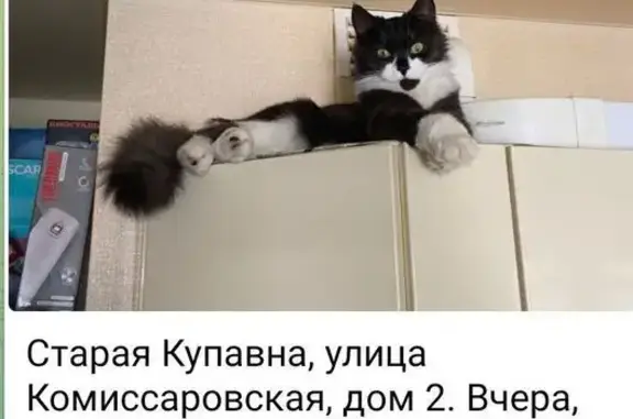 Пропала кошка, Комиссаровская 20, Купавна