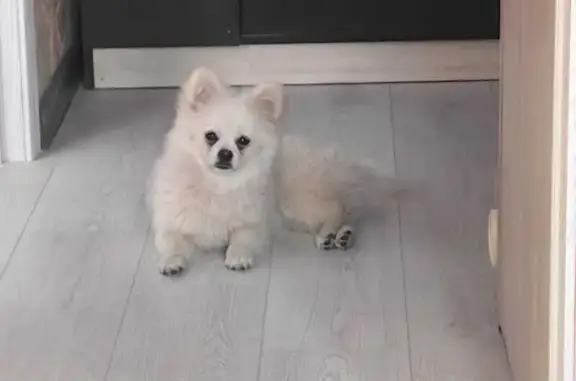 Собаки потеряшки, Мончегорск, фото: Потеряшка собака на Кондрикова, 6, Мончегорск