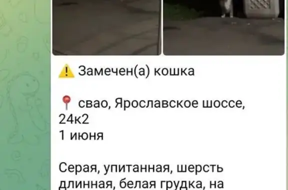 Кошка найдена: Ярославское ш., 24 к2
