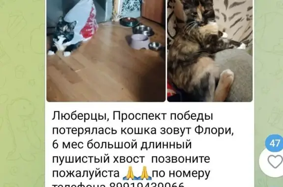 Пропала кошка, пр. Победы, 13, Люберцы