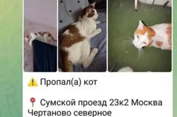 Пропала кошка, Сумской проезд 23 к2