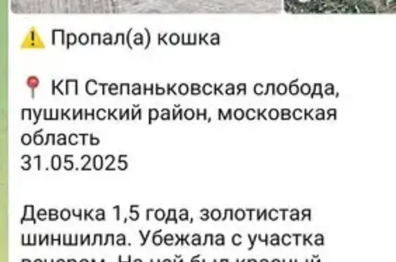 Пропала шиншила, Степаньково, МО