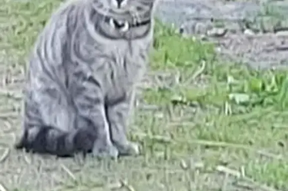 Найдена кошка, Петергоф, фото: Кошка найдена: Прогонная ул., 30, Петергоф