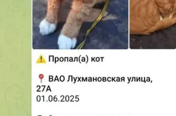 Пропала кошка, Лухмановская 29, Москва