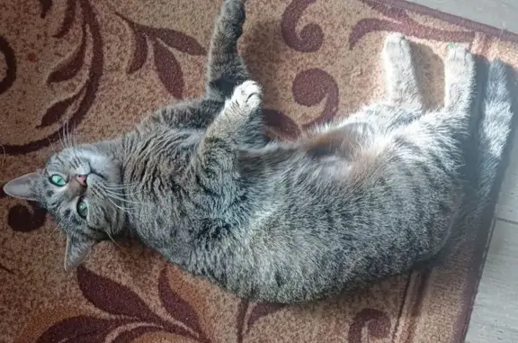 Кошки потеряшки, , фото: Потеряшка кошка, Северный пер., Симферополь