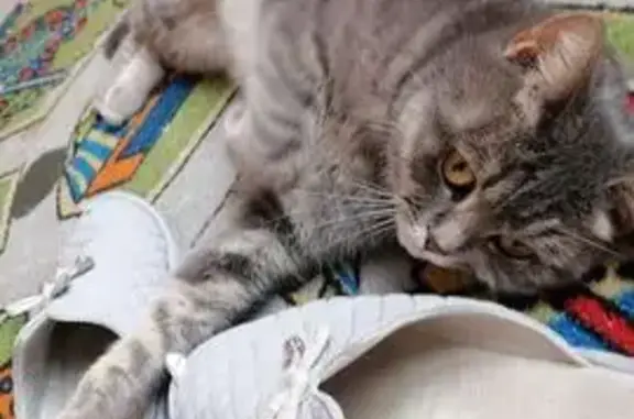 Кошки потеряшки, Саратов, фото: Потеряшка кошка, ул. Азина, Саратов