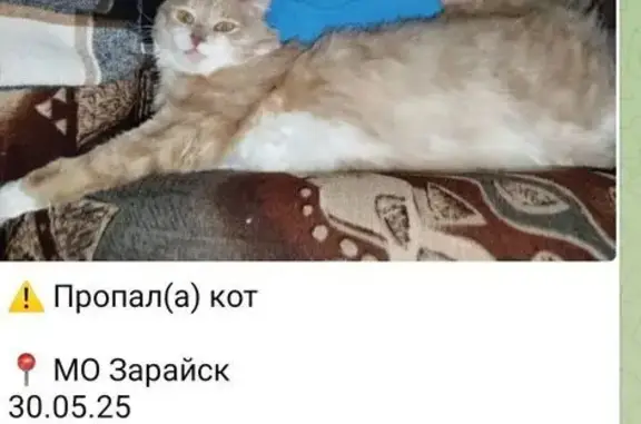Пропал кот, Советская пл., Зарайск