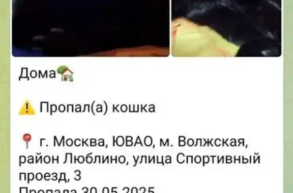 Пропала черная кошка, Спортивный пр., 3