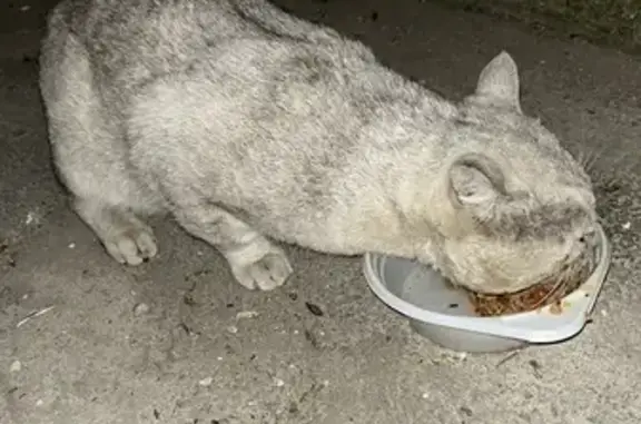 Кошка найдена: 2-й Студёный проезд, 6А