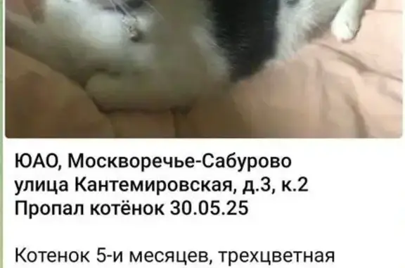 Пропала кошка, Кантемировская ул. 3к3