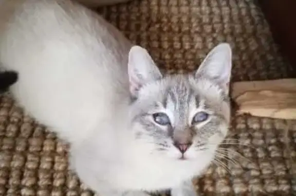 Кошки потеряшки, Солнечногорск, фото: Потеряшка кошка, Прибрежная ул. 6, Солнечногорск