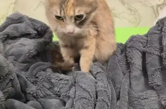 Найдена кошка, Иваново, фото: Кошка найдена: ул. Б. Хмельницкого, 71