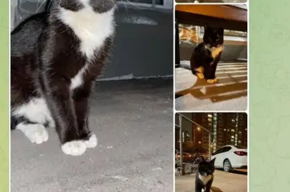 Кошка найдена: Верхние Поля, 35, Москва