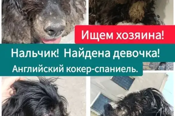 Найдена собака, Нальчик, фото: Найдена собака на Оранжерейной 7А, Нальчик
