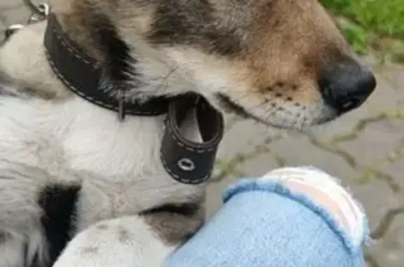 Собака найдена: Земельная ул., 15, Калининград