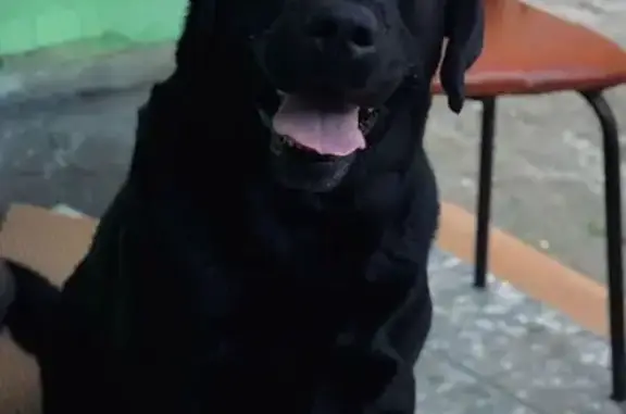 Собаки потеряшки, Оренбург, фото: Потеряшка собака, Томилинская 170, Оренбург