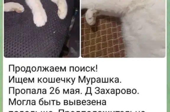 Пропала кошка, Летний Отдых, МО
