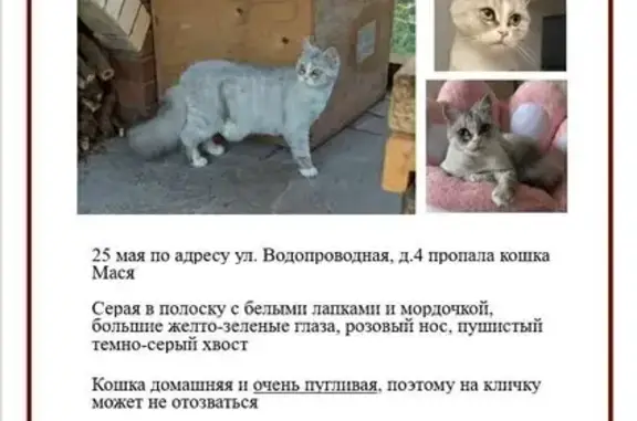 Пропала кошка, Водопроводная ул. 4, Хабарское