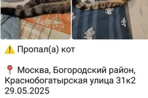 Пропала кошка, Краснобогатырская 31 к1