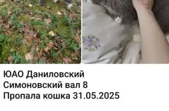 Пропала кошка, Симоновский Вал, 8, Москва